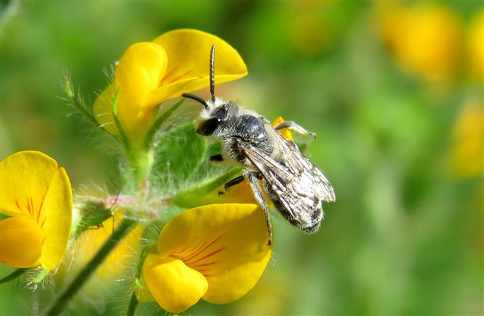 Apidae Andreninae:  cfr. Andrena sp., maschio